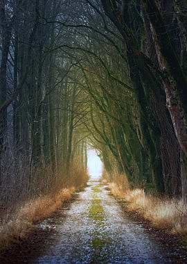 Enchanted Forest Path
