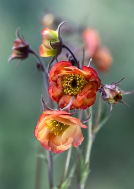 Close-up of Geum Flowers