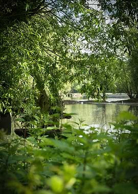 Tranquil Lakeside Scene with Lush Greenery
