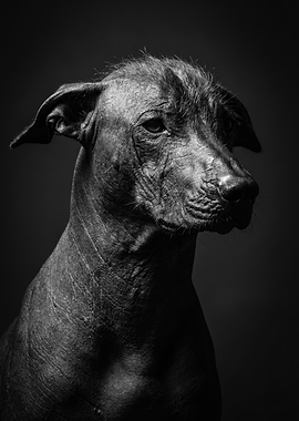 Black and White Portrait of a Xoloitzcuintli Dog