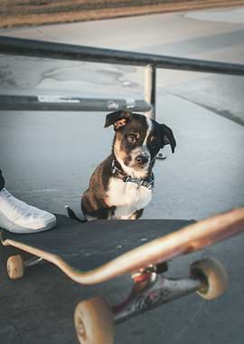 Puppy and Skateboard at Skatepark