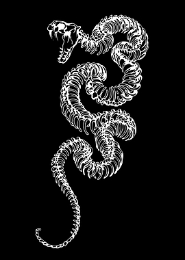 White Snake Skeleton on Black Background