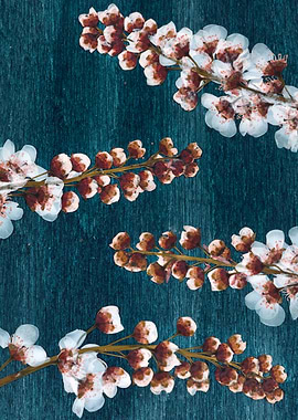 Delicate White Flowers on Teal Wood