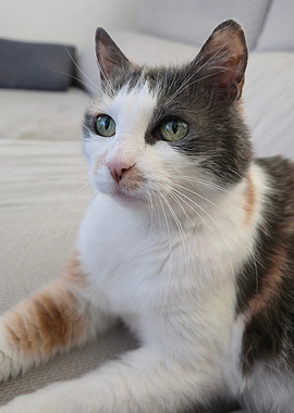 Calico Cat with Green Eyes