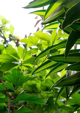 Lush Green Foliage in Sunlight