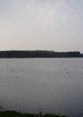 Serene Lake with Forested Shoreline