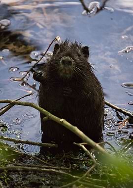 Nutria standing in water