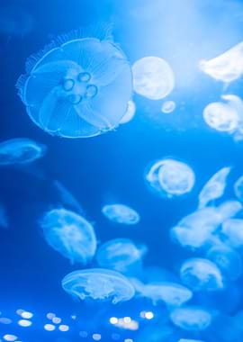 Jellyfish in Blue Water