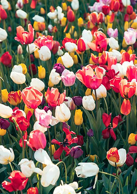 Vibrant Tulip Field in Bloom