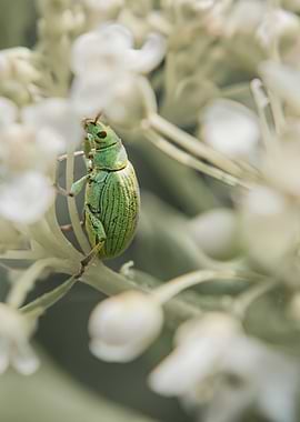 Green Weevil on White Flowers