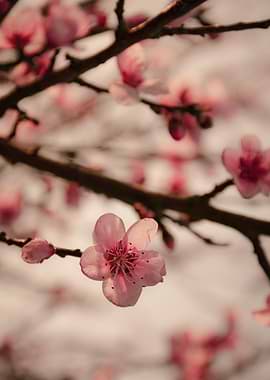 Delicate Pink Cherry Blossom