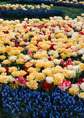 Field of Colorful Tulips and Blue Muscari Flowers
