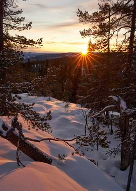 Winter Sunset Over Snowy Forest
