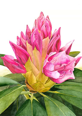 Pink Rhododendron Flower Bud