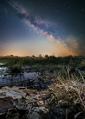 Green toad Under the Milky Way
