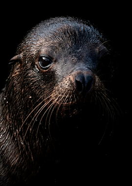 Close-up of a wet seal's face