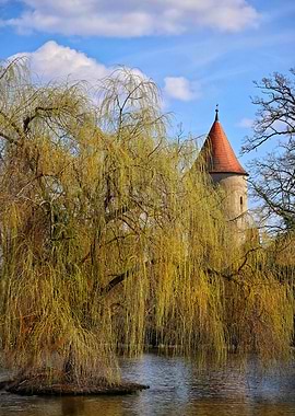 Weeping Willow by a Castle Tower