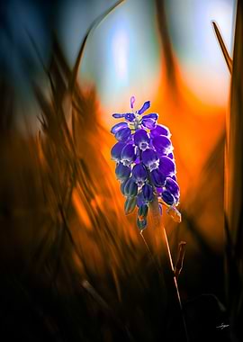 Love of Nature