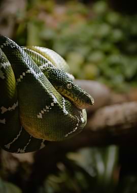 Emerald Boa on tree