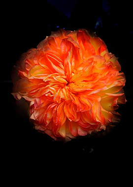 Fiery Bloom - Orange Passion