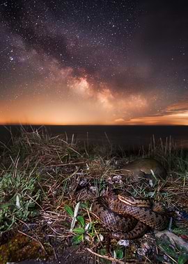Adder Under the Milky Way
