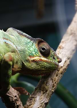 Chameleon on a branch
