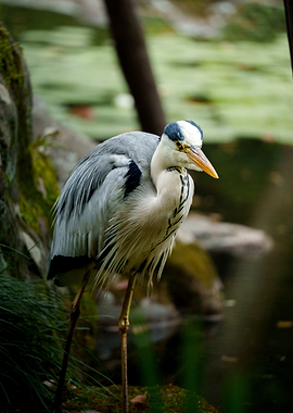 Grey Heron by the Water