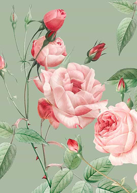 Vintage Pink Roses and Buds