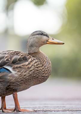 Side‑Eye Elegance of a Mallard