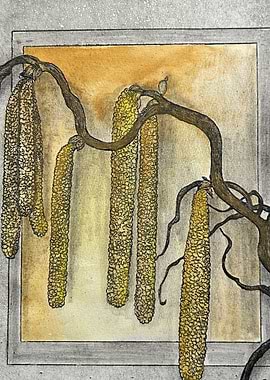 Golden Catkins – Hand-Drawn Hazel Branch Study