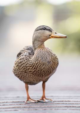 Mallard Duck Standing on Wooden Deck