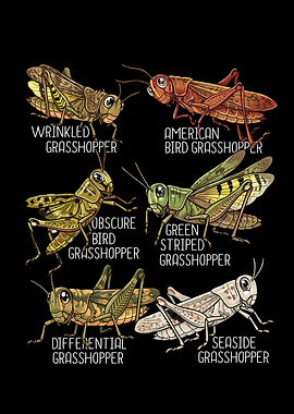 Grasshopper Lover Kids Insects Species Grasshopper