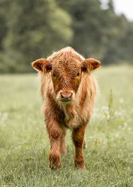 Young Highlander in a Rainy Field