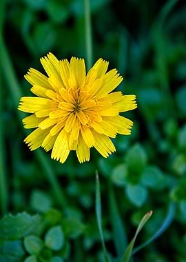 Close-up of a yellow dandelion flower