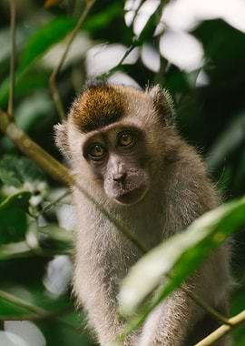 Long-tailed macaque