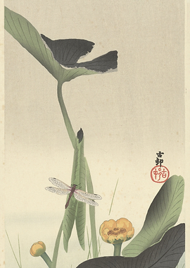 Dragonfly on Lotus Leaves