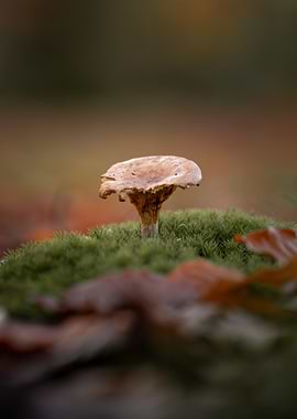 Mushroom on mossy ground