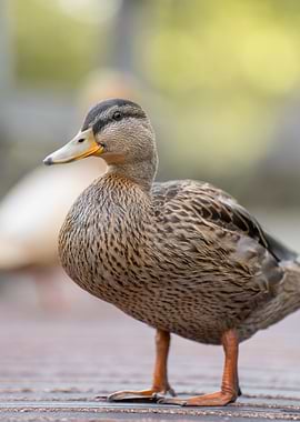 The One‑Eyed Glance of a Mallard Duck