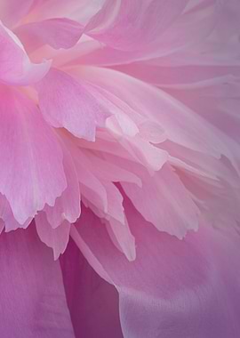 Close-up of Pink Petals