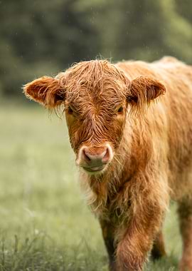 Young wet Highland Cow in Rain