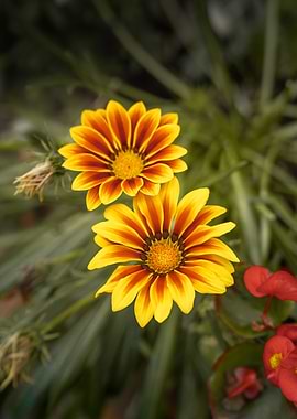 Twin Gazanias in Golden Bloom