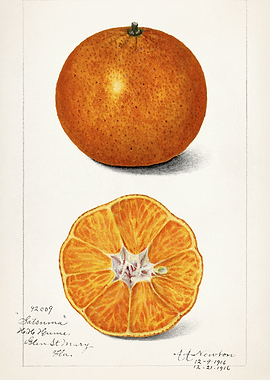 Satsuma Orange Illustration