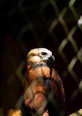 Hawk behind a fence