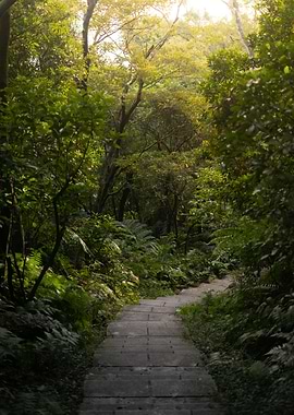 Stone steps winding through a lush forest