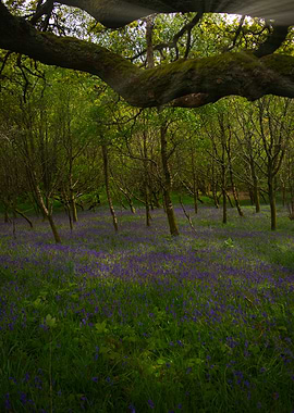 the blue bells of Scotland