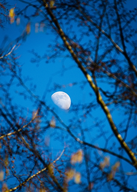 Moon through bare tree branches