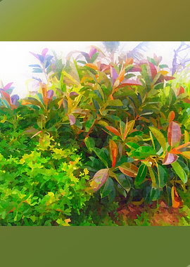 Vibrant Foliage with Colorful Leaves