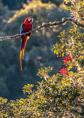 Scarlet Macaw on a Branch