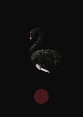 The Question | Black Swan Minimalist Art