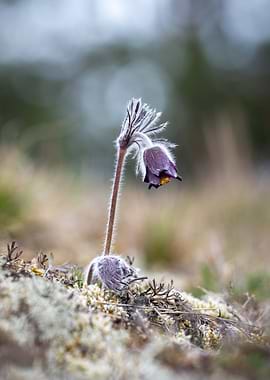 Hairy purple pasqueflower in bloom